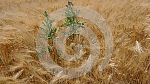 Cornfield in the wind, barley, rye, wheat, with a field-thistle Cirsium arvense closeup, texture, background