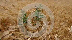 Cornfield in the wind, barley, rye, wheat, with a field-thistle Cirsium arvense closeup, texture, background