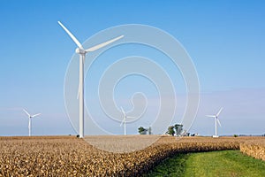 Cornfield with Wind Turbines