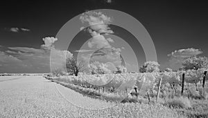 Cornfield and Wineyard Monochrome