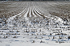 Cornfield in winter