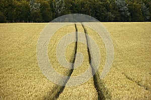 Cornfield yelden village bedfordshire home counties england photo