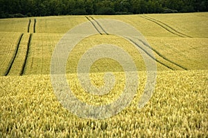 Cornfield yelden village bedfordshire home counties england