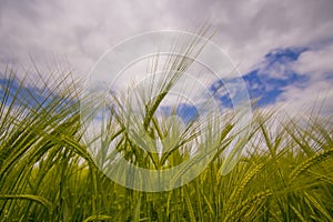 Cornfield photo