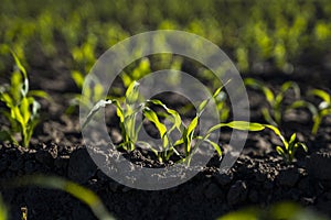 Cornfield, young sprouts growing in rows. Rows of young small corn plants on farm field. Corn field. Grow and plant corn