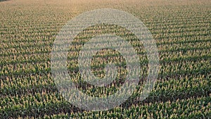 Cornfield in Zhou Kou, Henan province, China