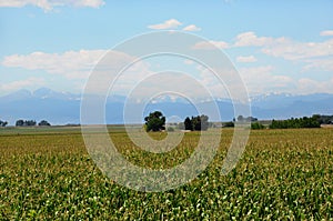 Cornfields fell the farmland beside the Rocky Mountains in Colorado