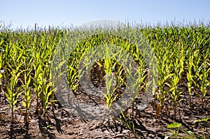 Cornfields in the plain of the River Esla