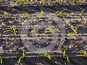 Cornfields planted in the spring in the morning