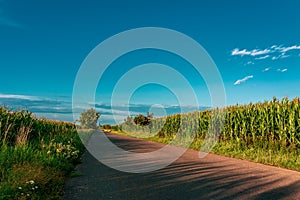 Cornfields in Poland with a blue sky.