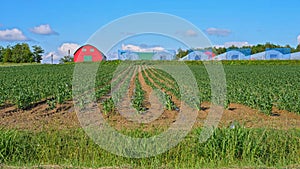 Cornfields in the process of growth and weed removal