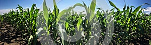 Cornfiled on a sunny summer day with prospering crops photo