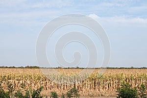 Cornfileds, dried, in fall, taken on the plains of Voivodina, the most rural and agricultural region of Serbia.