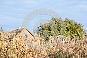 Cornfileds, dried in front of an abandoned farm in background, decaying, taken on the plains of Voivodina, the rural serbia