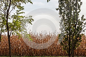 Cornfileds, dried surrounded by trees, in fall, taken on the plains of Voivodina, the most rural and agricultural region of Serbia