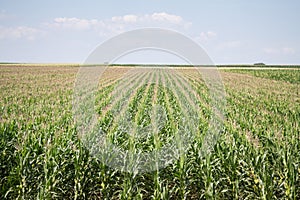 Cornfileds, with their typical rows, taken on the plains of Voivodina, the most rural and agricultural region of Serbia.