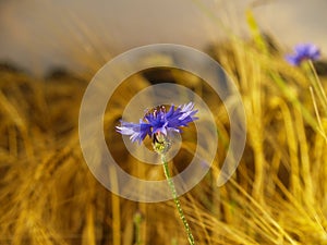 Cornflower