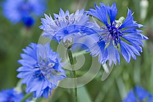 Cornflower photo