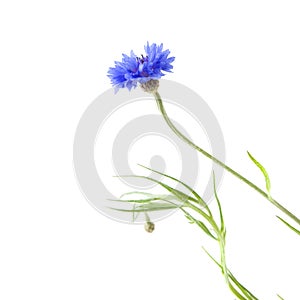 Cornflower