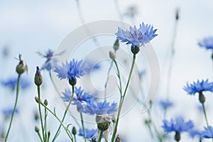 Cornflower photo