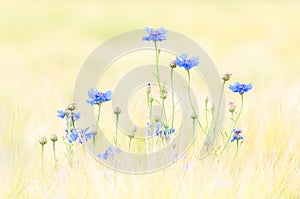 Cornflower