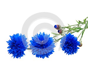 Cornflower