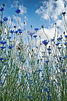 Cornflower photo