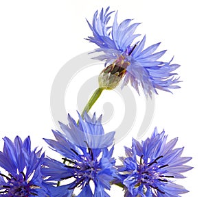 Cornflower