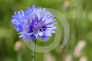 Cornflower