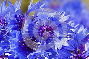 Cornflower