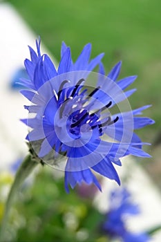 Cornflower