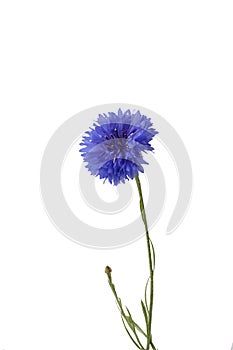 Cornflower photo