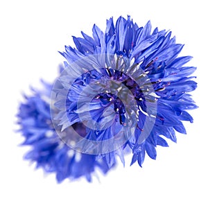 Cornflower