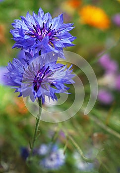 Cornflower or bachelor`s button flower in a thicket of bushes in summer