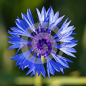 Cornflower or bachelors button Centaurea cyanus