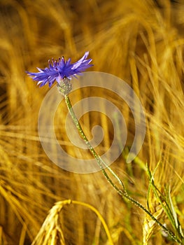 Cornflower in barley field