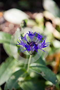 The cornflower blooming in a garden