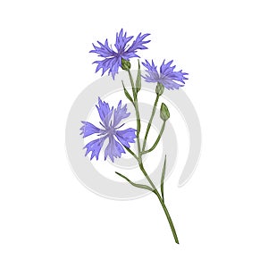Cornflower, blossomed floral plant. Vintage botanical drawing of knapweed, wild flower. Realistic field bluebottle. Hand