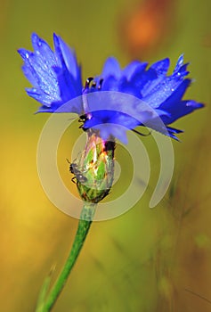 Cornflower blue ants photo