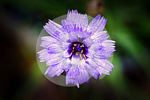 Cornflower Blue Blossom Springtime Colour