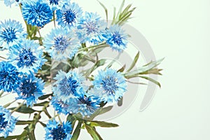 Cornflower blue flowers bouquet on white, abstract card with botanical background and copy space