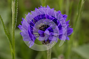 Cornflower