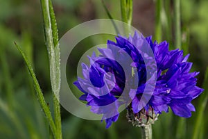Cornflower