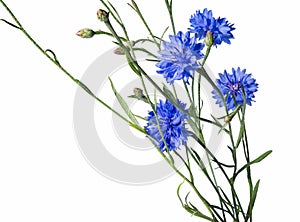 Cornflower bouquet on white