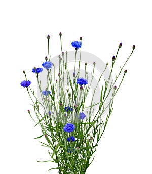 Cornflower bouquet on white