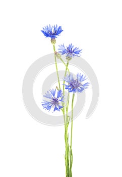 Cornflower. Bouquet of wild blue flowers.