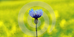 Cornflower with a bright yellow background formed by canola flowers, Centaurea cyanus