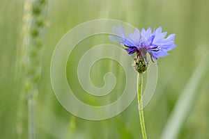 Cornflower (Centaurea cyanus)