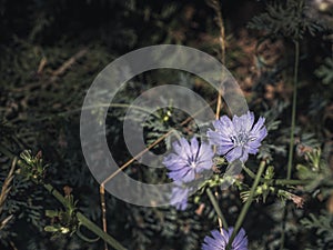 Cornflower, Centaurea cyanus, Asteraceae