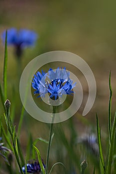 Cornflower, Centaurea cyanus, Asteraceae. Cornflower Herb or bachelor button flower in garden